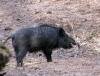 Sanglier au Domaine des 7 Vall�es a l'Ile Maurice Domaine des 7 Vall�es, ile Maurice