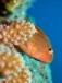 Images de plongee avec Sun Divers a l'Ile maurice Sun Divers Ile maurice