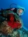 Images de plongee avec Sun Divers a l'Ile maurice Sun Divers Ile maurice