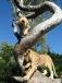 Lions at Casela Casela Nature & Leisure Park