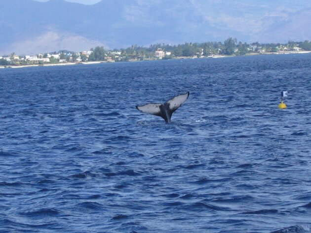 Images de L'Ile Maurice