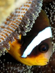 Sun Divers Mauritius