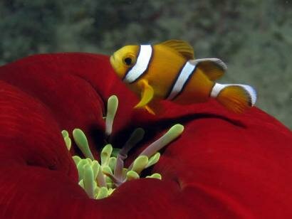 Sun Divers Mauritius