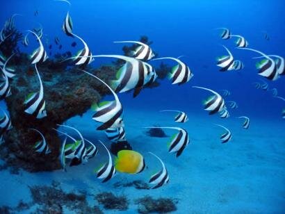 Sun Divers Mauritius