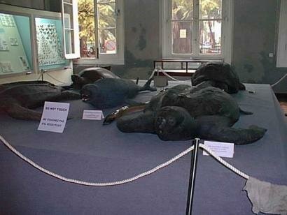 Natural History Museum Mauritius