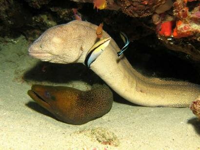 Sun Divers Mauritius