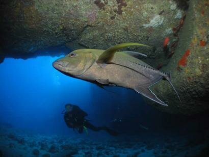 Sun Divers Mauritius