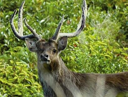 Fr�d�rica Reserve Naturelle, Ile Maurice
