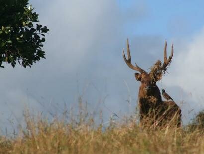 Le Chasseur Mauricien