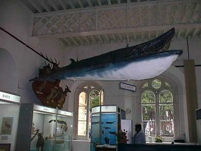 Natural History Museum Mauritius