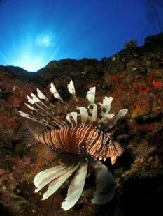 Sun Divers Mauritius