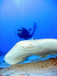 Sun Divers Mauritius