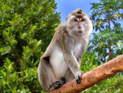 La Vanille R�serve des Mascareignes, Mauritius