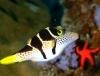 Plong�e a l'Ile Maurice Mauritian Scuba Diving Association
