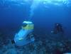 Blue Safari Submarine Ile Maurice