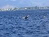 A whale visiting the mauritian sea Images Of Mauritius
