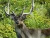Fr�d�rica Reserve Naturelle, Ile Maurice