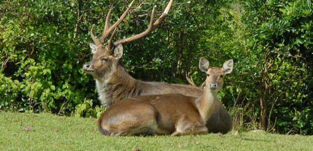 Deers at Domaine des 7 Vall&eacute;es in Mauritius