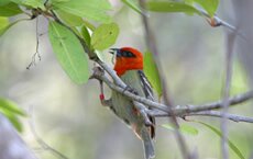 La Vanille Nature Reserve, Mauritius