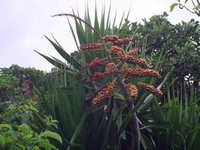 Bois chandelle, Dracaena concinna Bois chandelle, Dracaena concinna