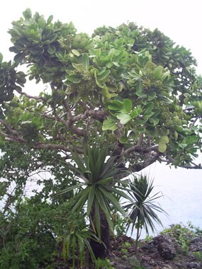 Bois de boeuf, Gastonia mauritiana Bois de boeuf, Gastonia mauritiana