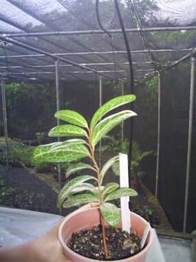 Bois perroquet, Olax psittacorum Bois perroquet, Olax psittacorum