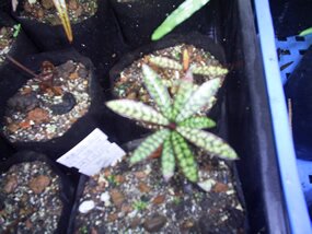 Bois pintade, myonima nitens Bois pintade, myonima nitens