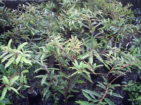 Bois tambour, Tambourissa quadrifida Bois tambour, Tambourissa quadrifida
