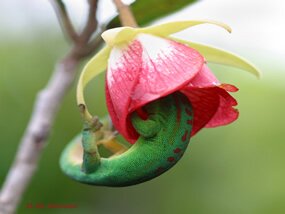 Day gecko on Boucle d&rsquo;Oreille