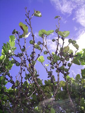 Diospyros egrettarum, bois ebene Diospyros egrettarum, bois ebene