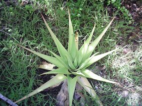 Mazambron, Lomatophyllum tormentori Mazambron, Lomatophyllum tormentori