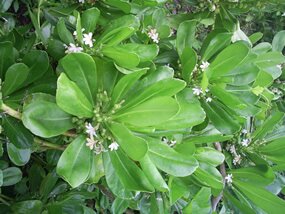 Scaevola taccada, veloutier vert Scaevola taccada, veloutier vert