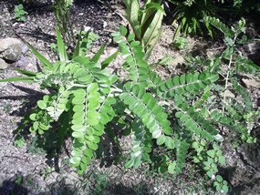 Sophora tomentosa Sophora tomentosa