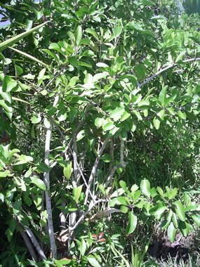 bois poudre, Maytenus pyria bois poudre, Maytenus pyria