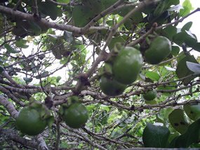 fruits du bois d'ebene, Diospyros egrettarum fruits du bois d'ebene, Diospyros egrettarum
