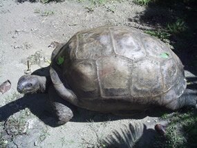 giant tortoise