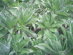 veloutier d'argent, Tournefortia argentea veloutier d'argent, Tournefortia argentea