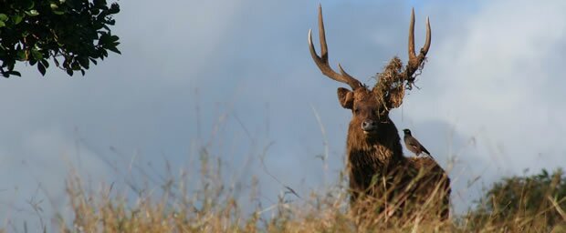 Deer hunting in Mauritius