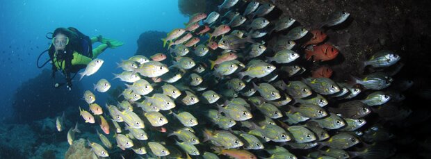 Scuba Diving Mauritius