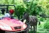 Zebras Casela Nature & Leisure Park